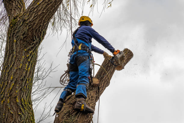 Best Stump Grinding and Removal  in Oklahoma, PA