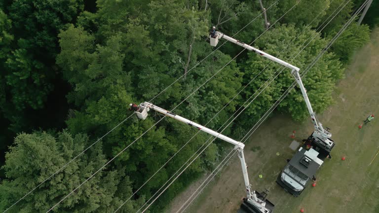  Oklahoma, PA Tree Services Pros