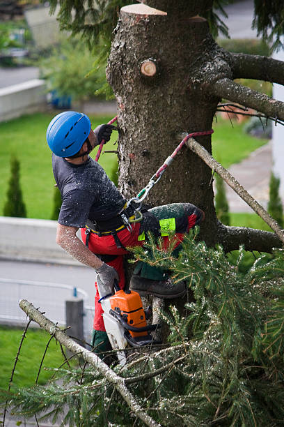 Best Tree Preservation Services  in Oklahoma, PA